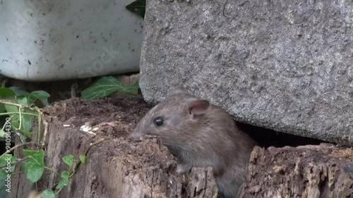 A Norway Rat, Rattus norvegicus, also known as a Brown Rat or Common Rat. British Isles. photo