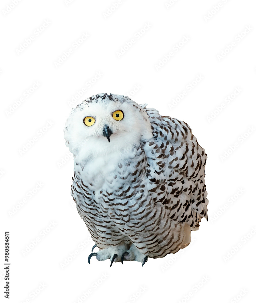 Fototapeta premium White snowy owl sitting and looking at camera isolated on white background. Cut out. PNG. Big nocturnal ruffled bird of prey. Wild animal close-up. Wildlife shelter