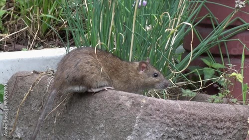 A Norwegian Rat, Rattus norvegicus, also known as a Norway or Brown Rat. This Asian species of rodent is naturalized in the UK photo