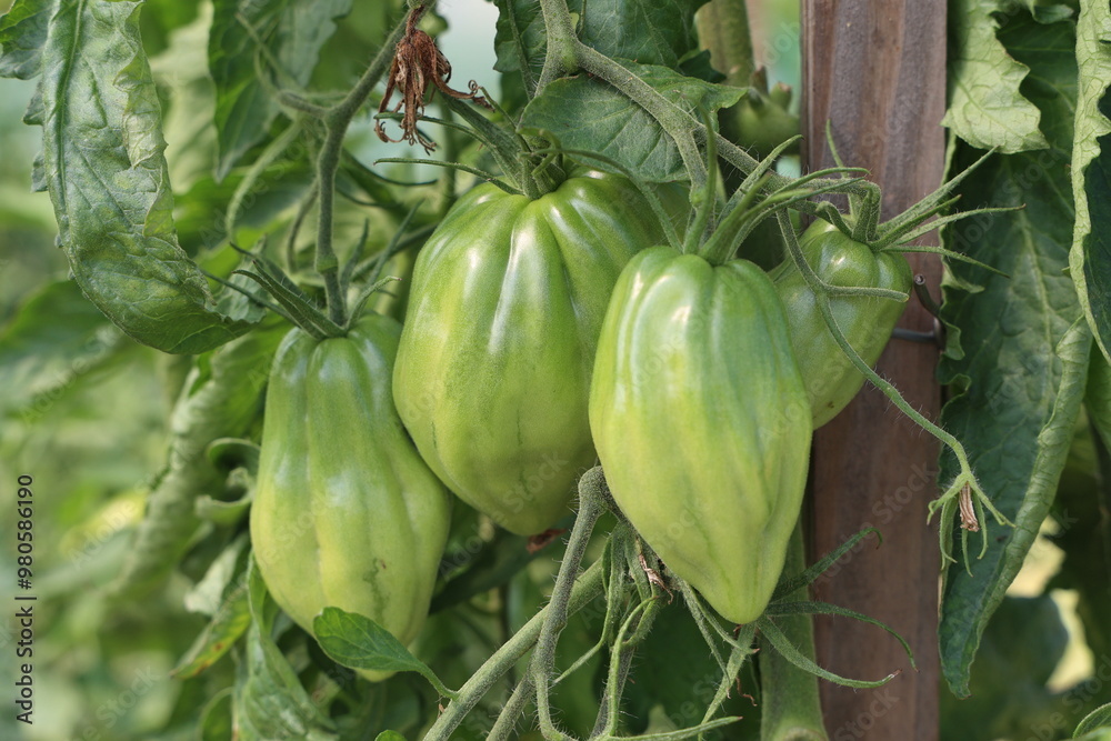Green tomatoes ripen on bushes Green tomatoes ripen on bushes