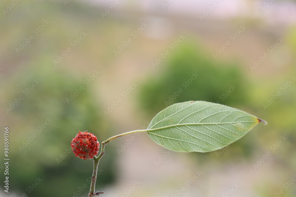 Obraz premium Paper mulberry (Broussonetia papyrifera) is a flowering plant in the family Moraceae.