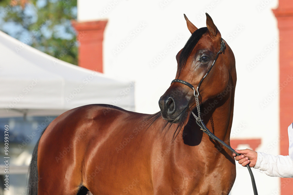 Purebred Arabian Horse, portrait of a bay mare in stable background