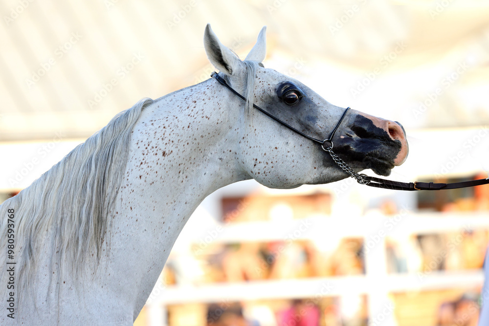 Arabian Horse, portrait of a white mare in stable background