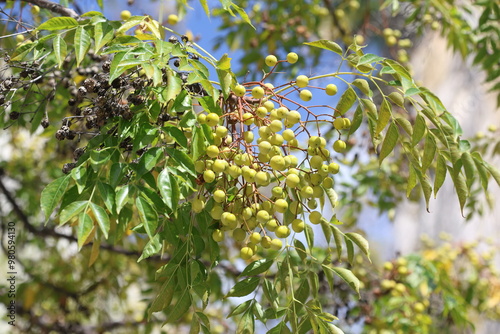 berries of Melia azedarach which is a deciduous tree photo