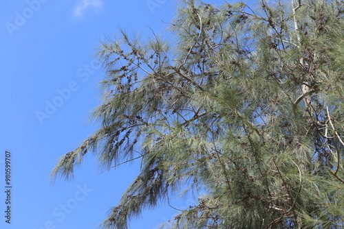 branch of Australian Pine (Casuarina equisetifolia) tree 