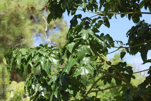  leaves of Brachychiton acerifolius tree photo