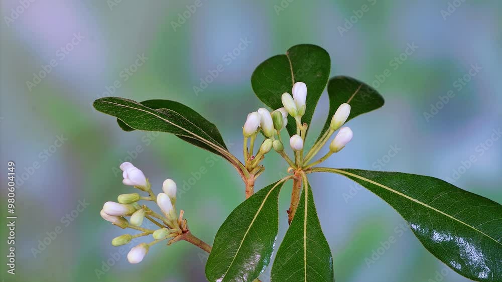 Pittosporum flowering time-lapse photography Pittosporum flowering time-lapse photography