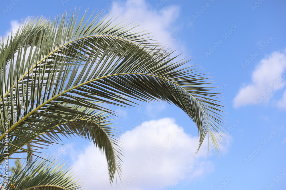 palm tree against blue sky palm tree against blue sky