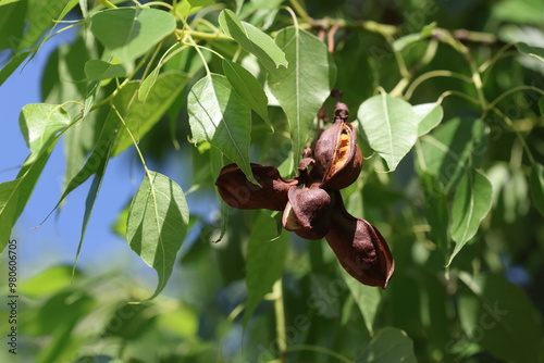 seed cones and leaves of kurrajong (Brachychiton populneus) tree photo