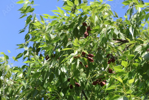 seed cones and leaves of kurrajong (Brachychiton populneus) tree photo