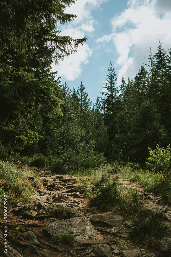 Fototapeta premium forest