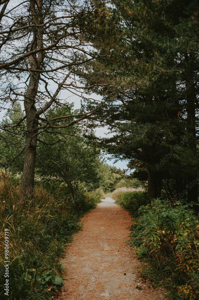 Fototapeta premium path in the woods