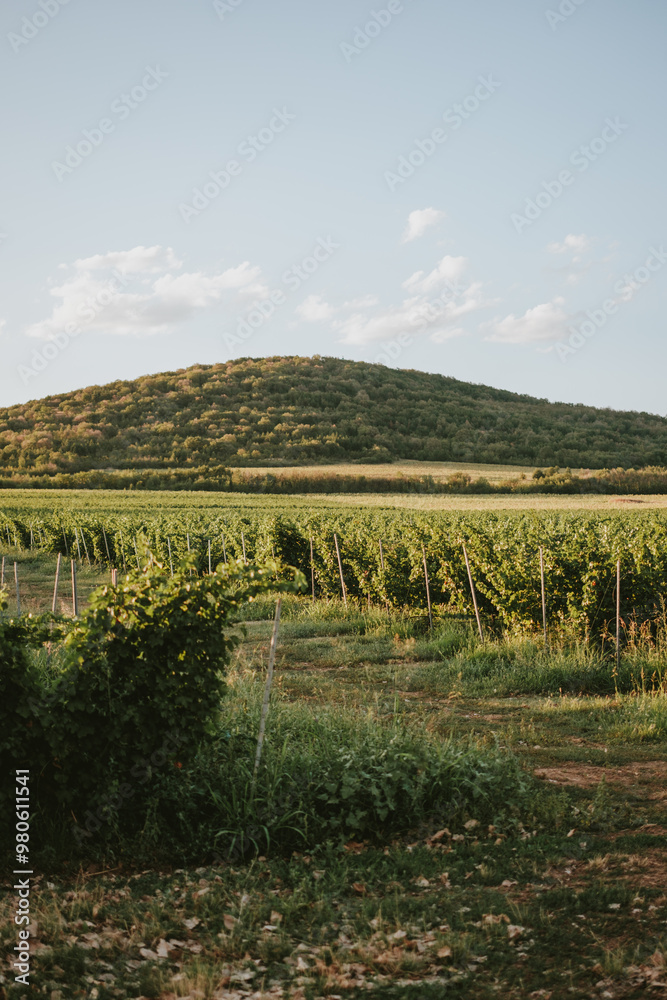 Fototapeta premium vineyard