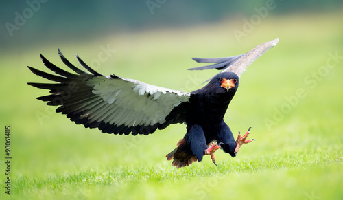 The bateleur or Terathopius ecaudatusflies above the ground for prey. photo