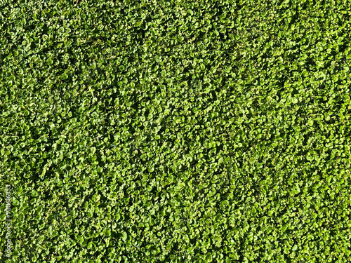 Billede på lærred Dichondra carolinensis Carolina ponysfoot is prostrate and spreading groundcover plant