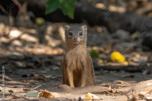 Egyptian Mongoose