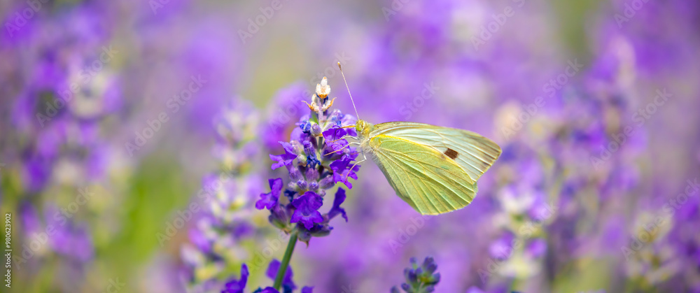 Butterflies on spring lavender flowers under sunlight. Beautiful landscape of nature with a panoramic view. Hi spring. long banner Butterflies on spring lavender flowers under sunlight. Beautiful landscape of nature with a panoramic view. Hi spring. long banner