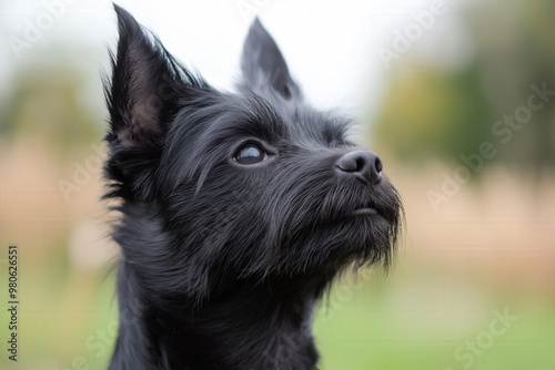 Tchiorny Terrier photo