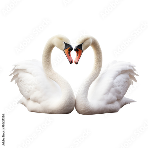 two white swans transparent background photo