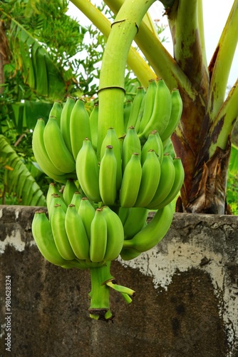 Big bunch of Namwa bananas in the local garden.