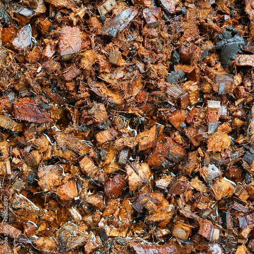 Wet coconut husk chips for use as planting material and cultivation.