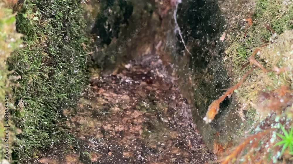 Approaching a small mountain cave adorned with spider webs and moss, capturing the mysterious allure of nature Approaching a small mountain cave adorned with spider webs and moss, capturing the mysterious allure of nature