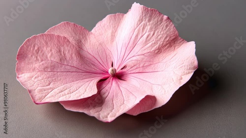 Delicate pink flower showcasing intricate details on a soft gray background in natural light