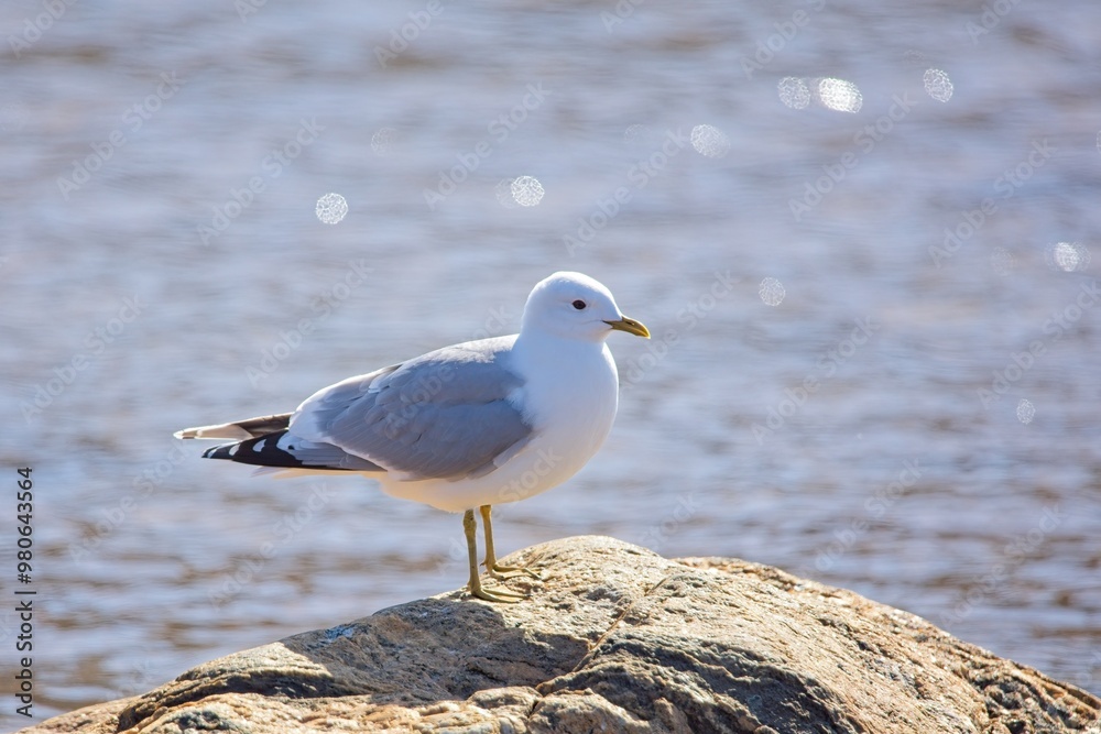 Common gull (larus canus) sitting on rock at seashore in spring. Common gull (larus canus) sitting on rock at seashore in spring.
