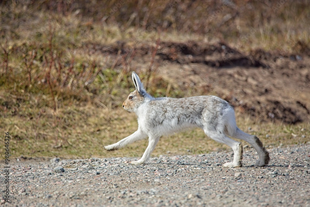 Wild artic rabbit (lepus articus) in nature in spring. Wild artic rabbit (lepus articus) in nature in spring.