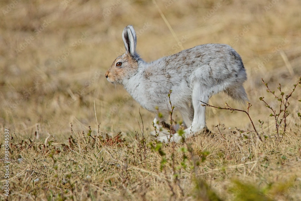 Fototapeta premium Wild artic rabbit (lepus articus) in nature in spring.