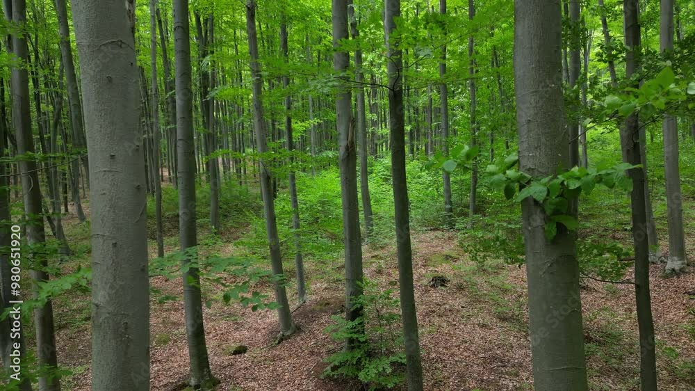  Drone moving through a forest, capturing a close-up view of trees and lush forest vegetation, forest drone shot, detailed forest view, dense foliage, nature footage, green landscape
