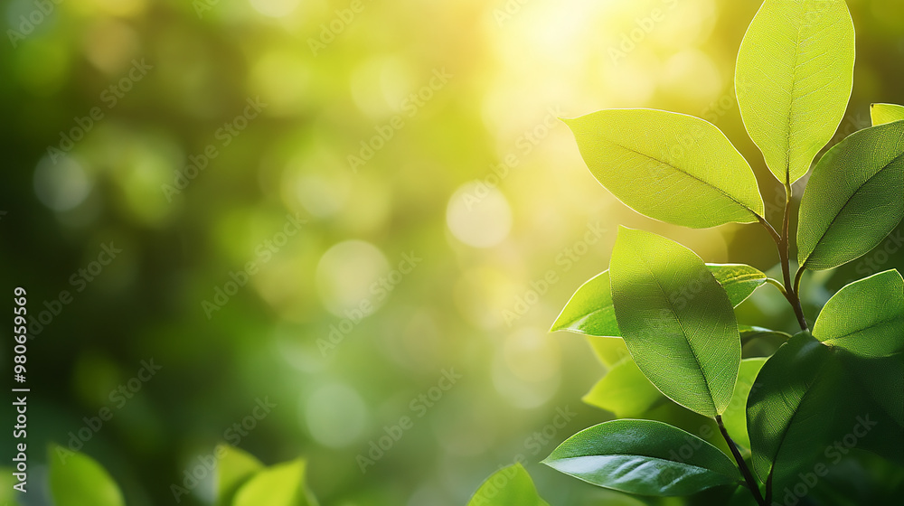 A captivating shot of assorted green leaves bathed in soft, lush light. A captivating shot of assorted green leaves bathed in soft, lush light.