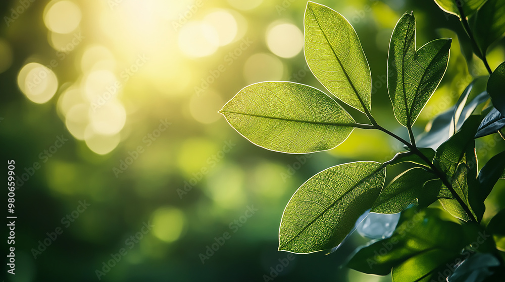 Nature of green leaf in garden at summer. Natural green leaves plants using as spring background cover page greenery environment Nature of green leaf in garden at summer. Natural green leaves plants using as spring background cover page greenery environment