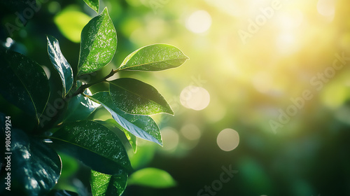 Wallpaper Mural Nature of green leaf in garden at summer. Natural green leaves plants using as spring background cover page greenery environment Torontodigital.ca