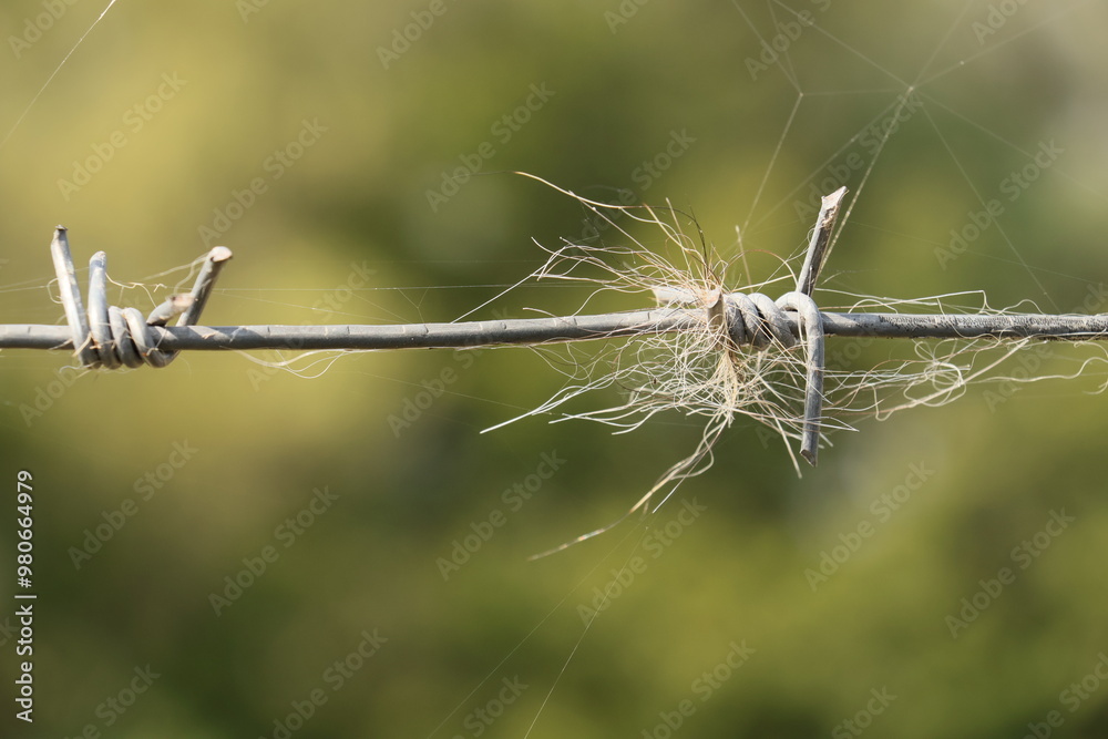 wolf hair, characteristic, barbed wire, security, farm animals, sheep, goats, fallow deer, damage caused by wolves, traces of wolf existence, hair, fence, undermining wolf hair, characteristic, barbed wire, security, farm animals, sheep, goats, fallow deer, damage caused by wolves, traces of wolf existence, hair, fence, undermining