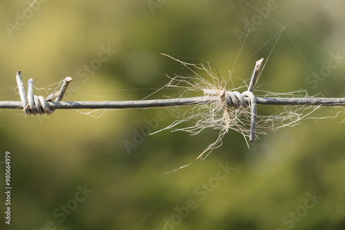 wolf hair, characteristic, barbed wire, security, farm animals, sheep, goats, fallow deer, damage caused by wolves, traces of wolf existence, hair, fence, undermining