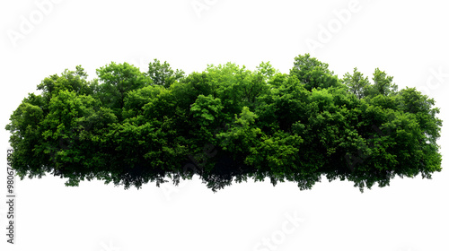 Green Tree Canopy Isolated on White Background, Lush Foliage Perfect for Design Projects or Compositing #980674993