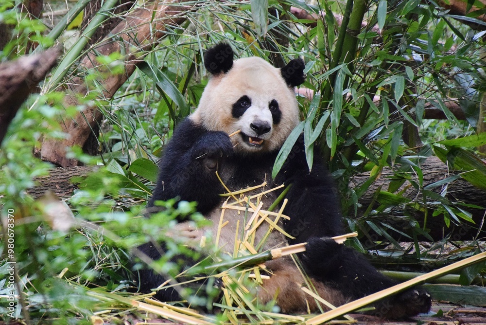 Fototapeta premium 成都 ジャイアントパンダ繁殖研究基地