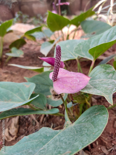 Close-up image of a purple flamingo flower (Anthurium) in a garden. The plant features a prominent spadix covered with small white dots, surrounded by broad, green leaves and a pink spathe. photo