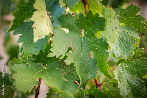 vino, uva, cepa, vendimiar, otoño, septiembre, octubre, cortar, bodega, hojas, viña, zumo, mosto