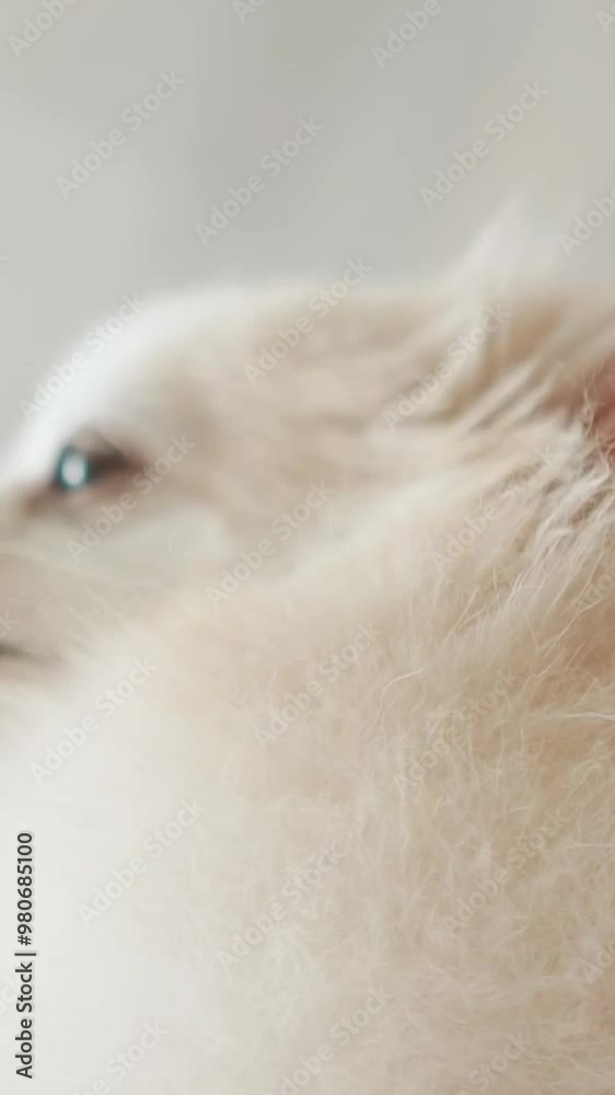 Pomeranian Spitz dog. The owner combs the fluffy white fur of her pet. Cute little animal puppy looks at the camera Pomeranian Spitz dog. The owner combs the fluffy white fur of her pet. Cute little animal puppy looks at the camera