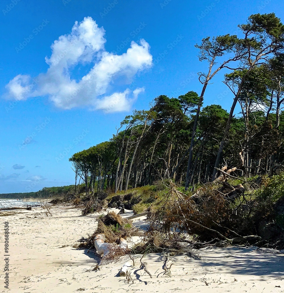 Baltic Sea beach Fischland can see forest and sea after a storm