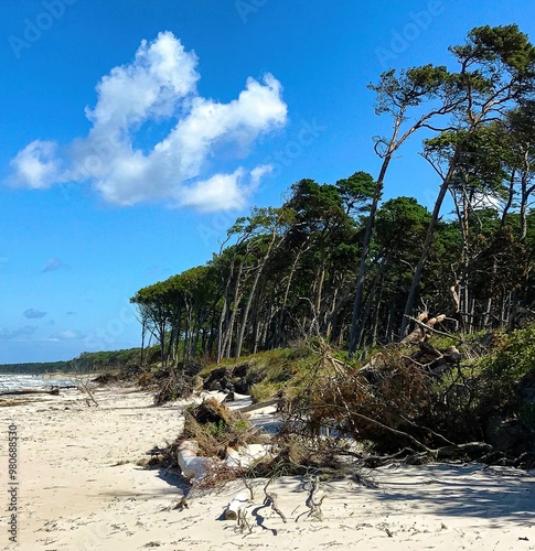 Obraz na płótnie
Baltic Sea beach Fischland can see forest and sea after a storm w salonie