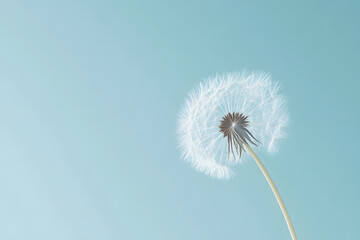 Tableau sur aluminium  A dandelion head, bursting with fluffy seeds, ready to take flight on the windA dandelion head, bursting with fluffy seeds, ready to take flight on the wind  © Asrianto
