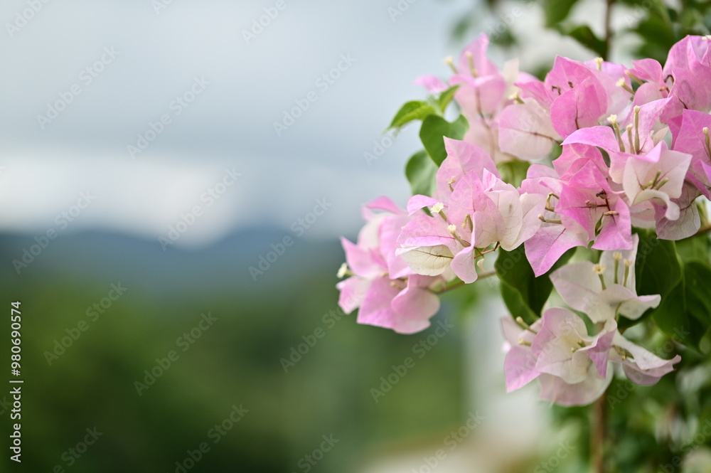 Pink Bougainvillea petals frame distant mountains and a gray-blue sky, creating a picturesque scene. Pink Bougainvillea petals frame distant mountains and a gray-blue sky, creating a picturesque scene.