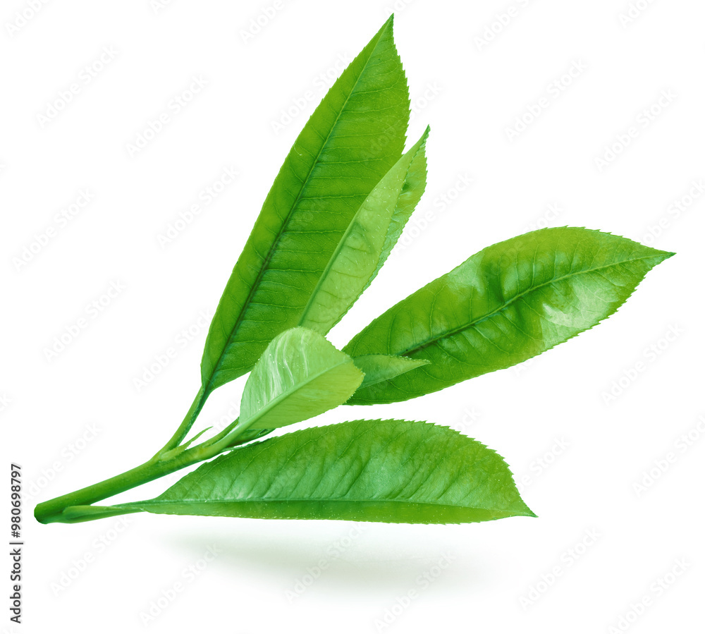 Fototapeta premium Fresh green tea leaves isolated on white background.