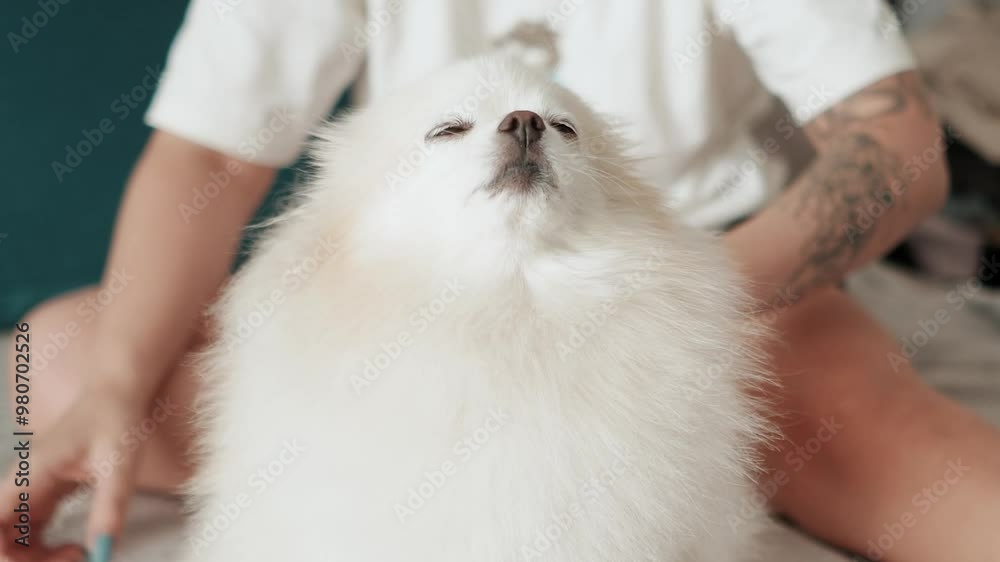 Pomeranian Spitz dog. The owner combs the fluffy white fur of her pet. Cute little animal puppy looks at the camera Pomeranian Spitz dog. The owner combs the fluffy white fur of her pet. Cute little animal puppy looks at the camera