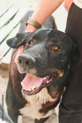 smiling, big black dog leans against leg and is happy for getting petted (recue dog in Portugal) photo