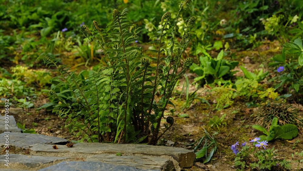 Green fern leaves, natural floral fern in forest. Natural stone podium with fern leaves, forest background for presentation of goods and cosmetics. Natural stand for presentation and exhibitions. Green fern leaves, natural floral fern in forest. Natural stone podium with fern leaves, forest background for presentation of goods and cosmetics. Natural stand for presentation and exhibitions.