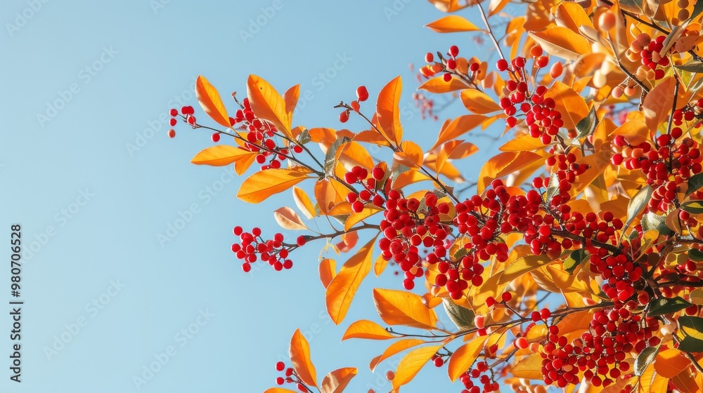 Vibrant Autumn Leaves and Red Berries Against a Blue Sky Vibrant Autumn Leaves and Red Berries Against a Blue Sky